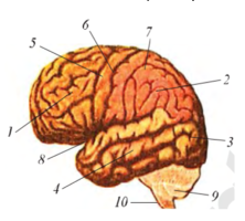 Ushbu rasmda bosh miya katta yarimsharlari po’stlogi bo’limlari berilgan.Ushbu ramdagi 2 va 5 -raqam bilan berilgan qism qanday nomlanadi