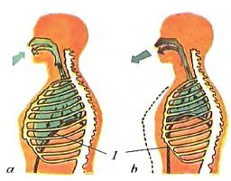 Quyida tasvirda nafas olish va chiqarish harakatlari sodir bo’lishi tasvirlangan. Siz undan a va b rasmlarda qaysi jarayonlar tasvirlanganligini aniqlang. 